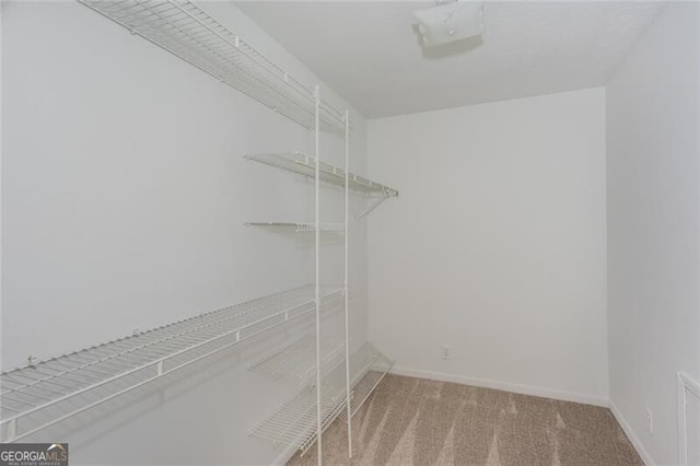 spacious closet featuring carpet floors