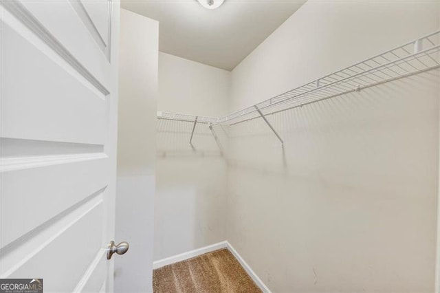 walk in closet featuring carpet floors