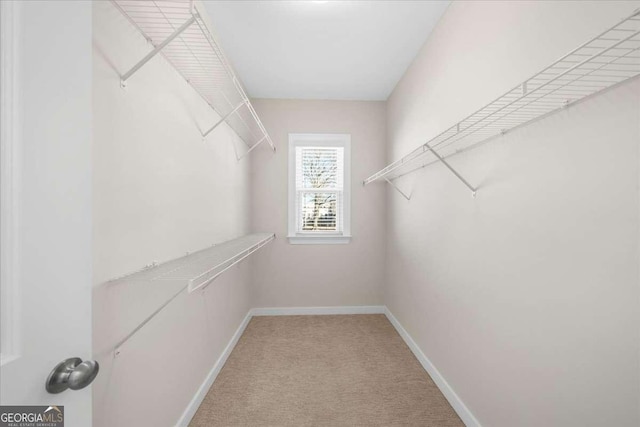 walk in closet featuring carpet flooring