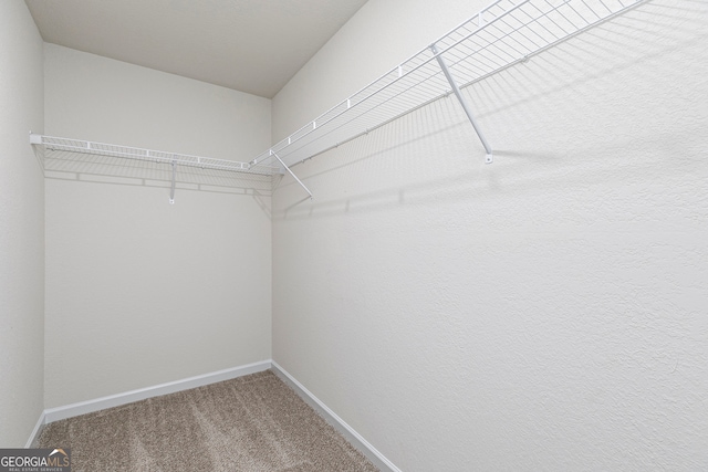 walk in closet with carpet flooring