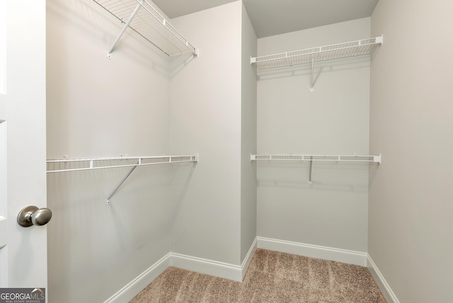 walk in closet featuring carpet flooring