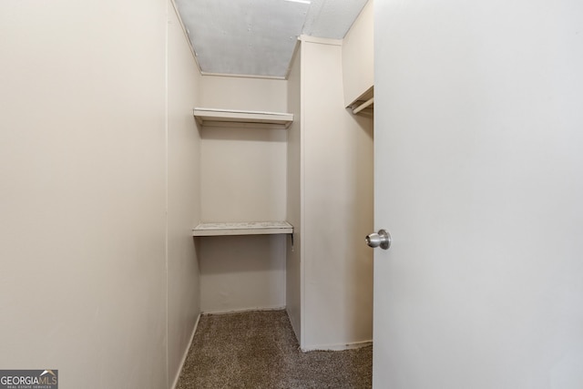 walk in closet with carpet flooring