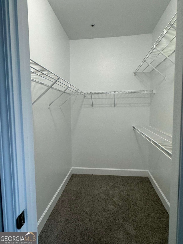 walk in closet with carpet flooring