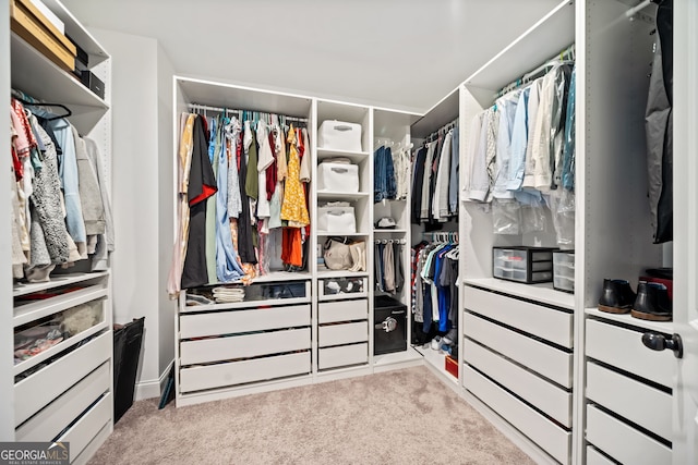 walk in closet with carpet flooring