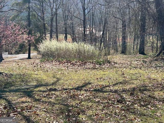 view of yard featuring a wooded view