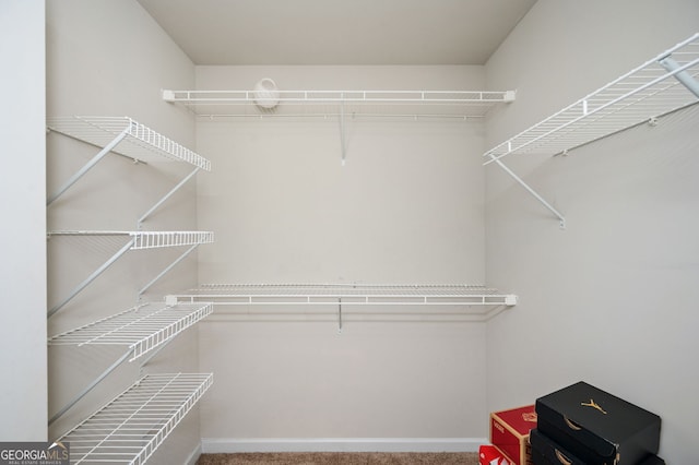 spacious closet featuring carpet floors