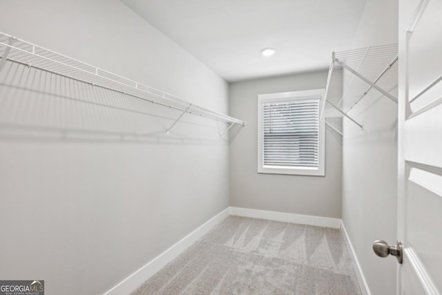 spacious closet featuring carpet