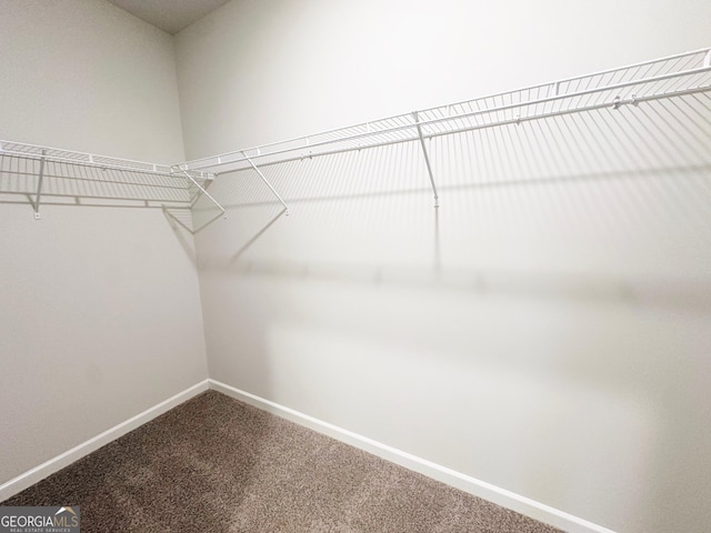 walk in closet featuring carpet floors