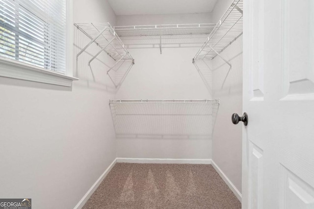 walk in closet with carpet