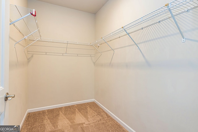 walk in closet with carpet floors