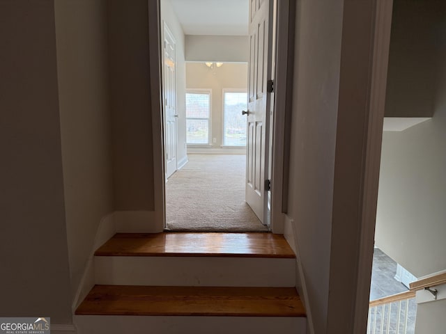 staircase featuring carpet flooring