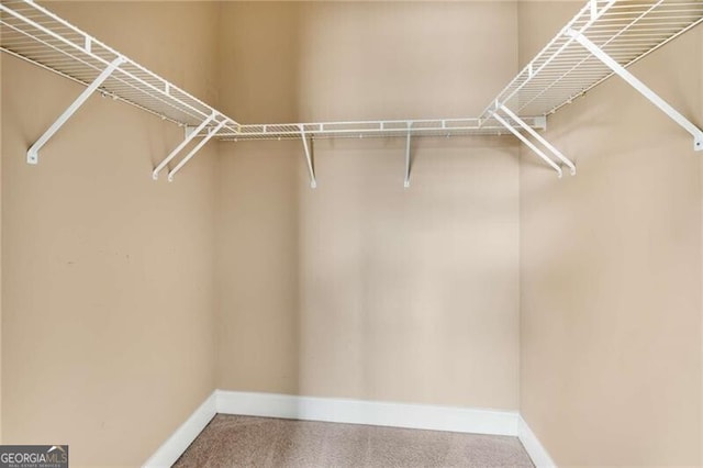 spacious closet featuring carpet floors