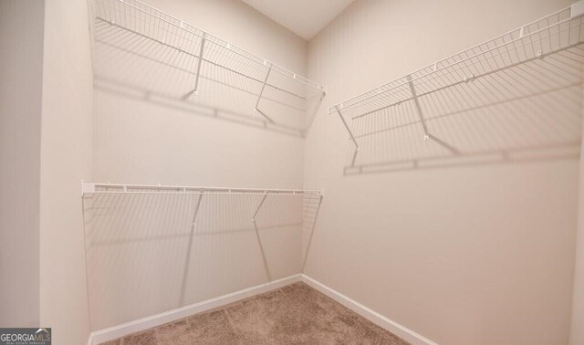walk in closet featuring carpet flooring