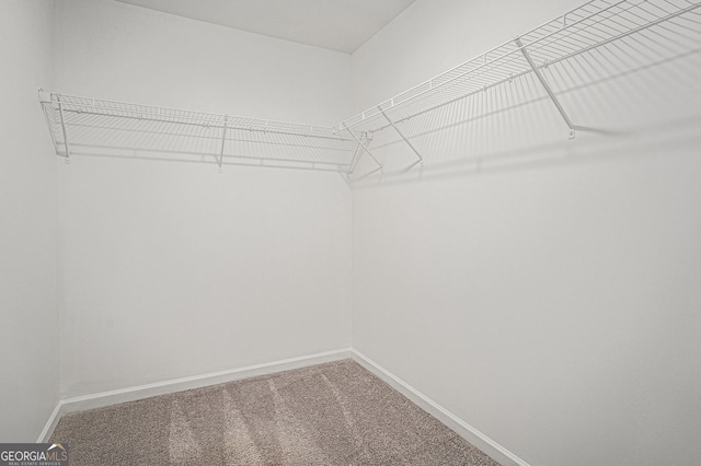 walk in closet featuring carpet