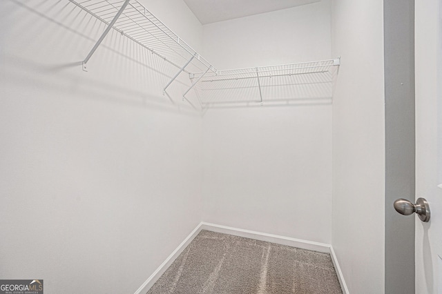 spacious closet featuring carpet floors
