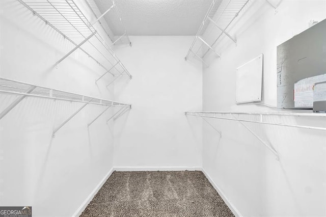 walk in closet with carpet flooring