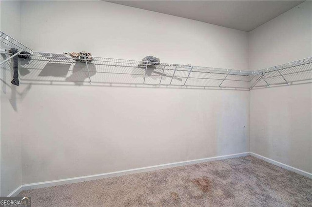 walk in closet with carpet floors
