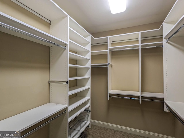 walk in closet featuring carpet