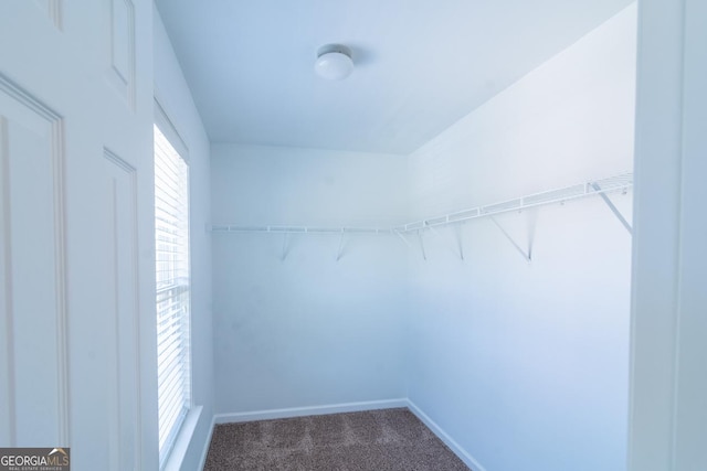 spacious closet featuring dark colored carpet
