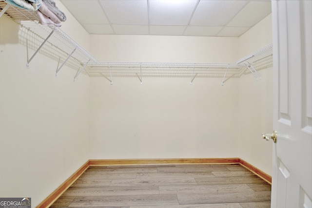walk in closet with a paneled ceiling and light wood finished floors