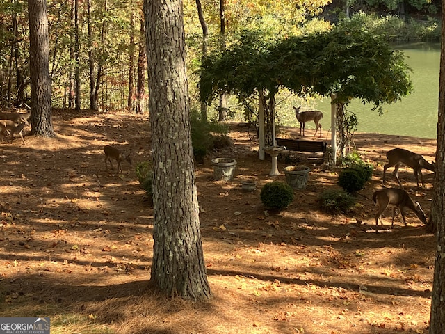 view of local wilderness