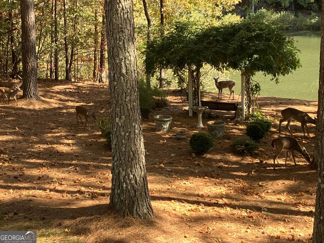 404 Golden Delicious Rd, Clarkesville, GA 30523 - view of local wilderness