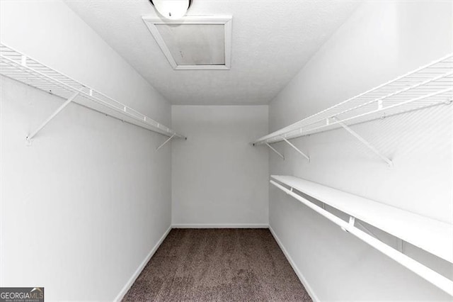 walk in closet with carpet flooring