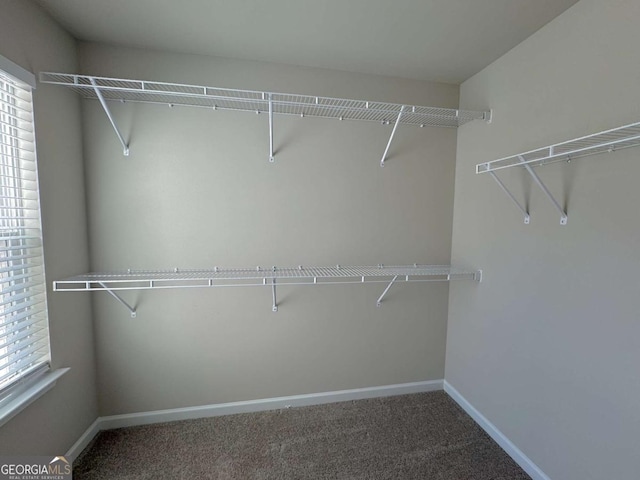 spacious closet featuring carpet flooring