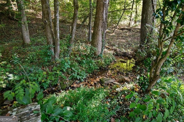 19 Mccrary Ct, Ellijay, GA 30536 - view of local wilderness