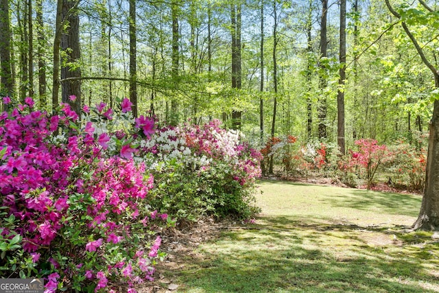 view of yard featuring a forest view