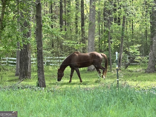 view of local wilderness
