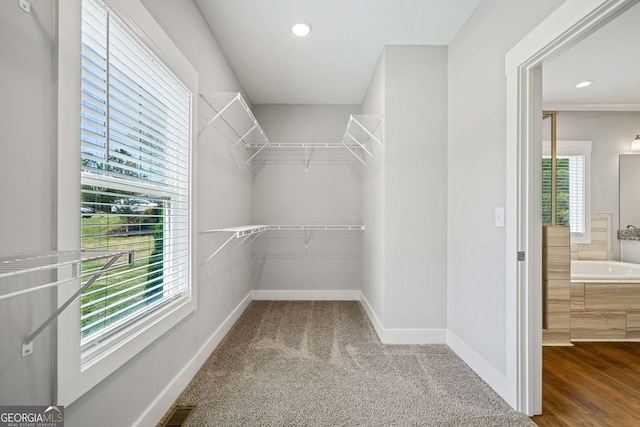 walk in closet with visible vents and carpet floors