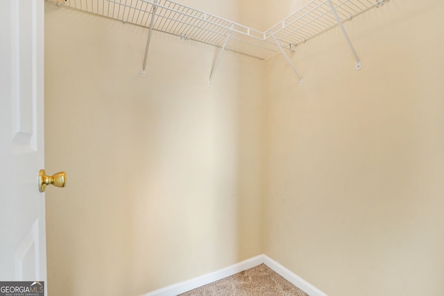 walk in closet with carpet floors
