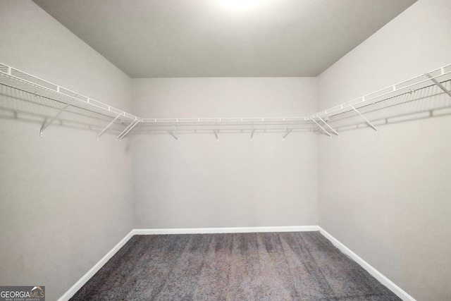 walk in closet with carpet flooring