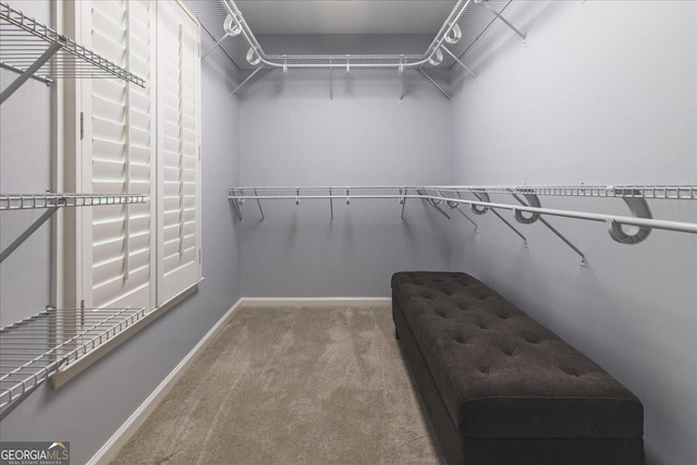 walk in closet featuring carpet flooring