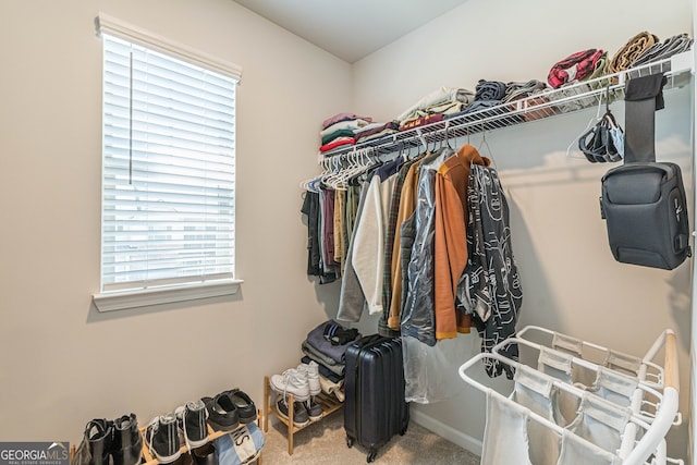 spacious closet featuring carpet