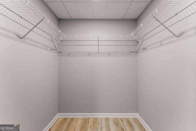walk in closet featuring wood finished floors and a paneled ceiling