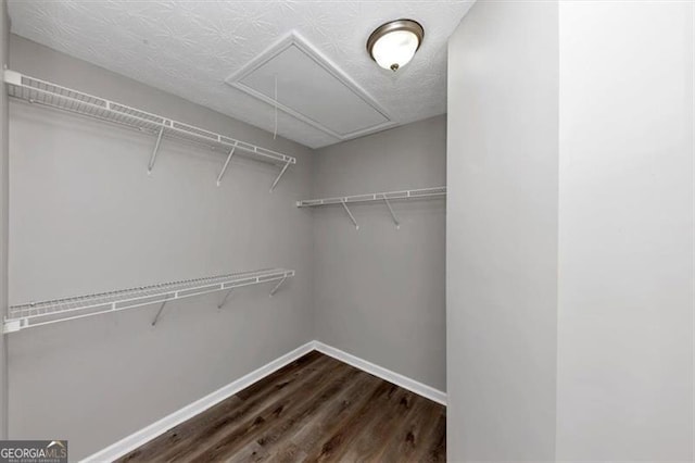 walk in closet with attic access and dark wood-type flooring