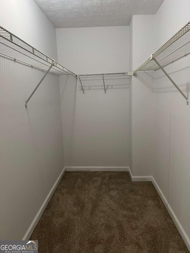 spacious closet featuring carpet