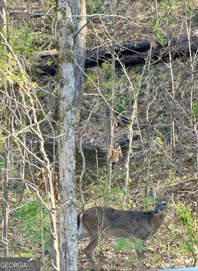 view of local wilderness