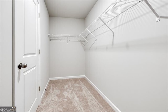 spacious closet featuring carpet