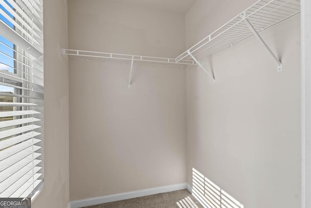 walk in closet with carpet flooring