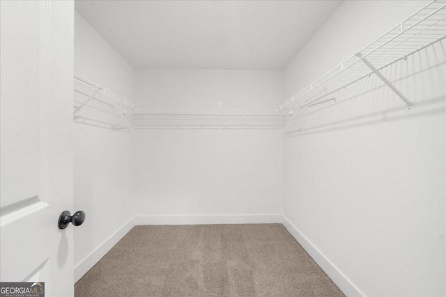 walk in closet featuring carpet floors