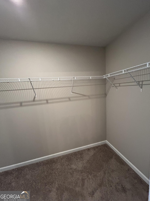 spacious closet featuring carpet flooring