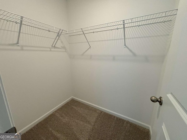 walk in closet featuring carpet flooring