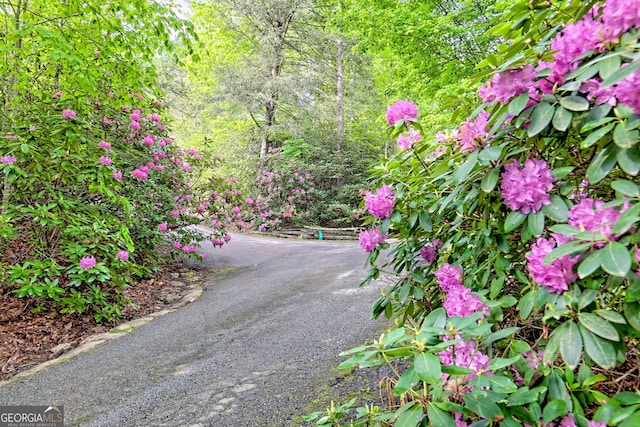 view of property's community featuring gravel driveway