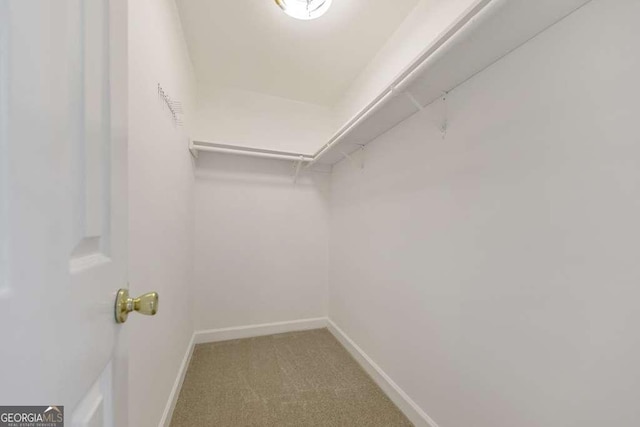 walk in closet featuring carpet floors
