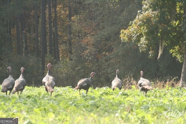 54 Lodge Ground Ln, Hawkinsville, GA 31036 - view of local wilderness