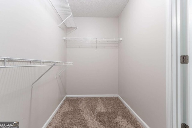 spacious closet featuring carpet