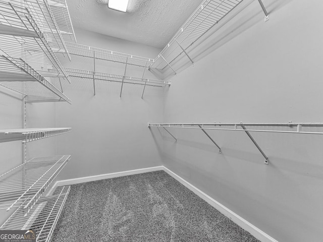 spacious closet featuring carpet